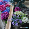 あじさいの花手水　潮来　二本松寺