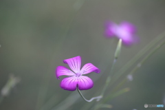 空間にぷかりと浮かぶムギセンノウの花