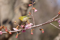 河津桜に戯れるメジロ　その3