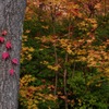 木に絡む赤い葉が印象的で