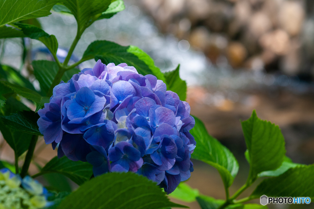 水辺の紫陽花　古川親水公園