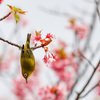 今年は撮れなかった　河津桜とメジロさん