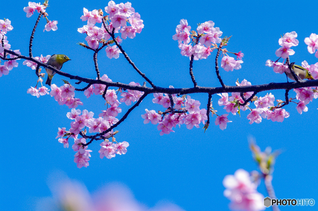 桜シーズン　中間振り返り　川津桜にメジロ2羽