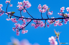 桜シーズン　中間振り返り　川津桜にメジロ2羽