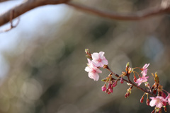河津桜　まだまだこれから