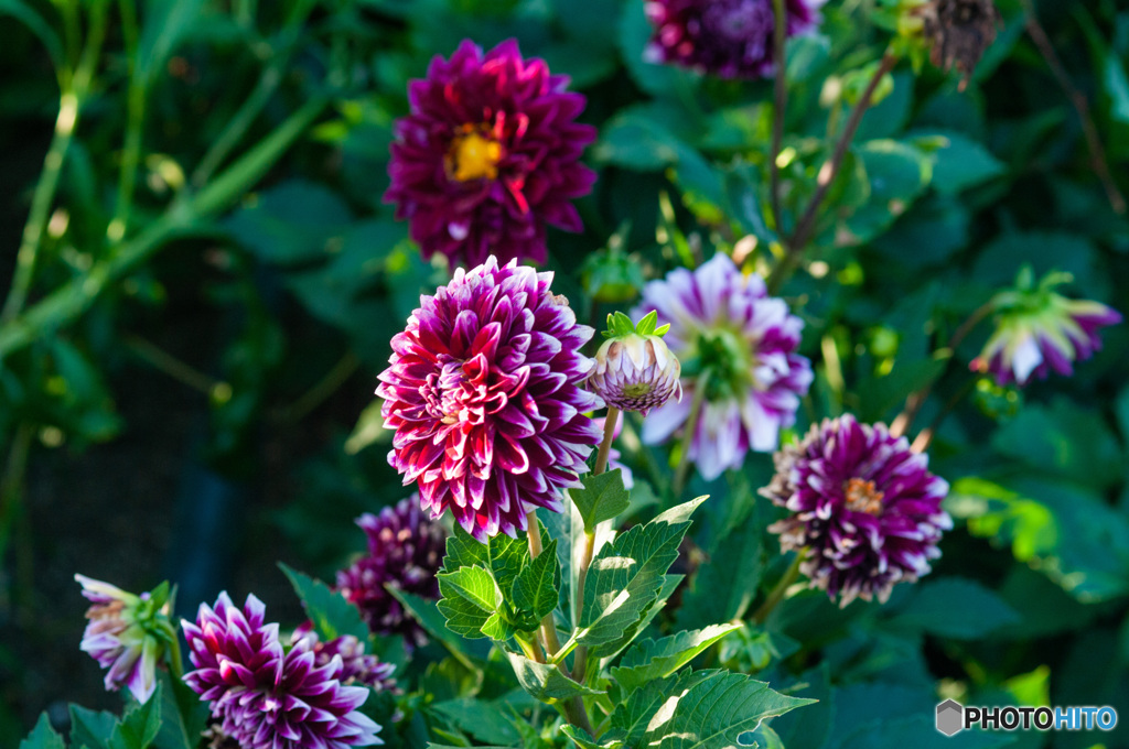 西日に映えるダリア