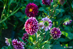 西日に映えるダリア