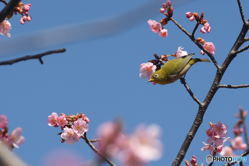 河津桜にメジロさん　その4