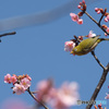 河津桜にメジロさん　その4