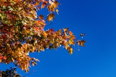 澄んだ空気　そして紅葉