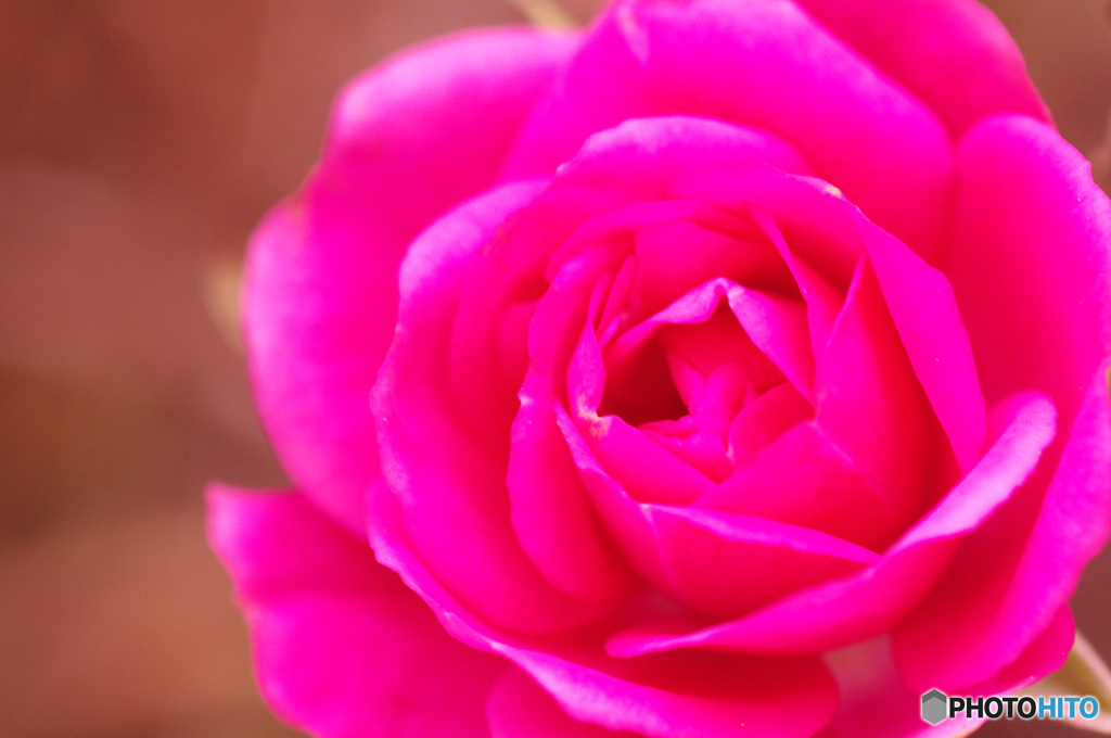 庭のミニ薔薇