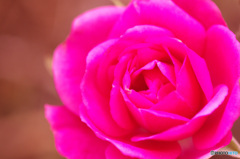 庭のミニ薔薇