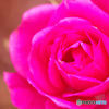 庭のミニ薔薇
