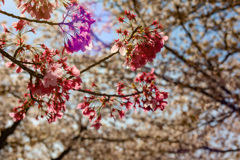 桜シーズン振り返り　ソメイヨシノにたすきをつなぐ