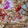 桜シーズン振り返り　ソメイヨシノにたすきをつなぐ