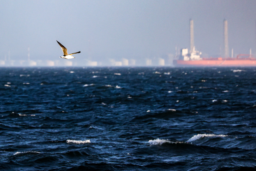 強風の東京湾　風に抗い飛ぶカモメ