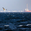 強風の東京湾　風に抗い飛ぶカモメ