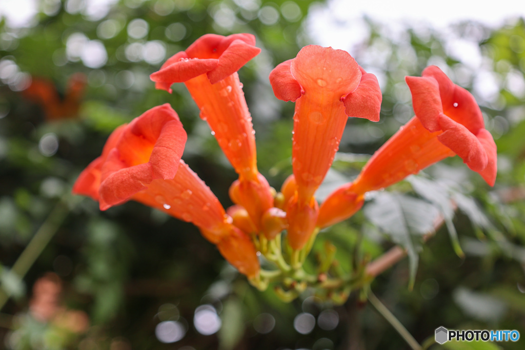 雨上がりのノウゼンカズラ