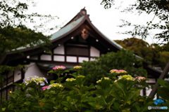 本土寺の紫陽花　咲き始め　1カ月前