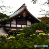 本土寺の紫陽花　咲き始め　1カ月前