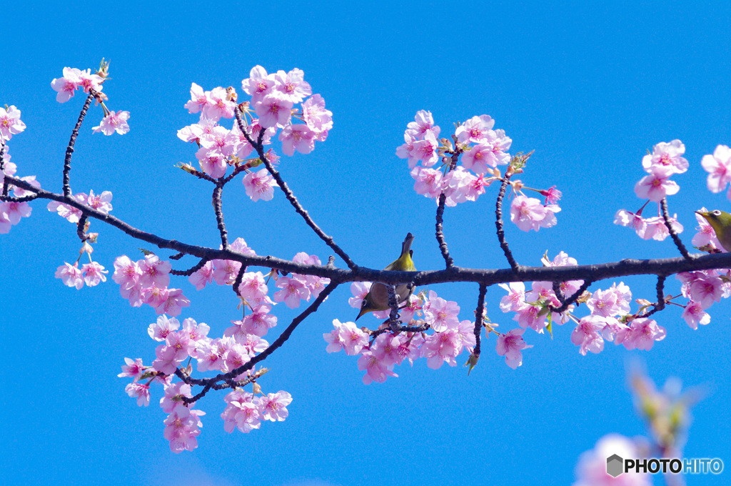 河津桜　myペンタの色で