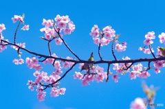 河津桜　myペンタの色で