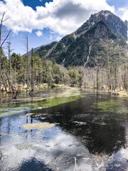 清々しい岳沢湿原　縦位置