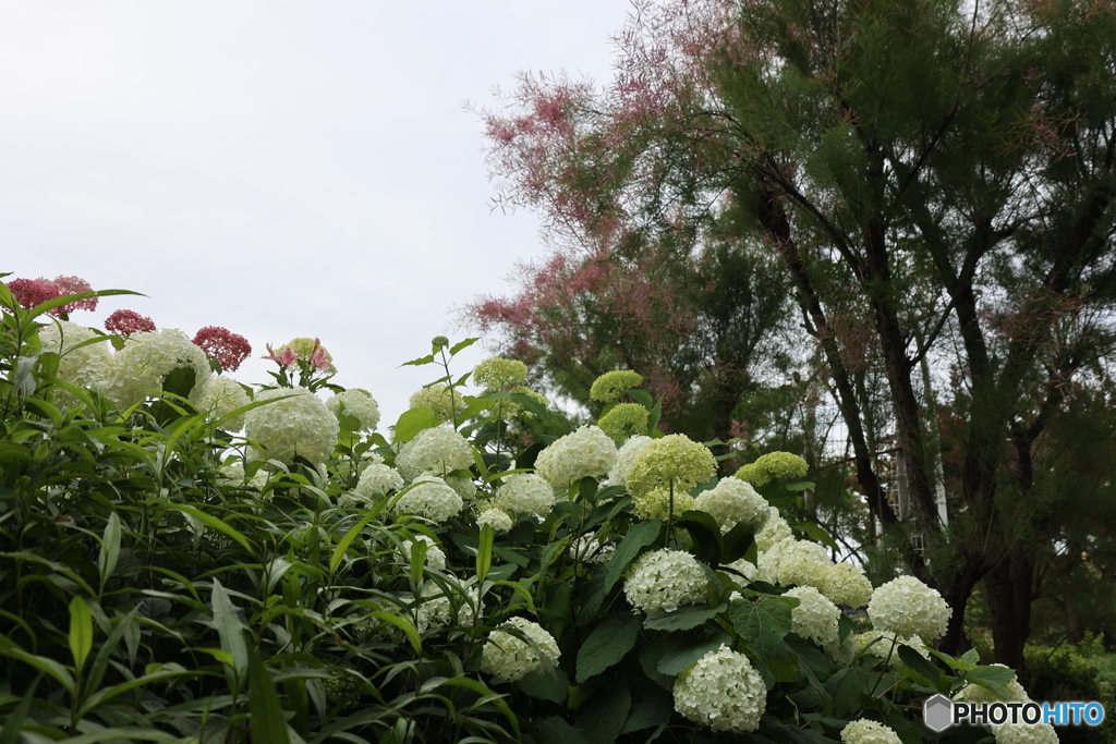 白い紫陽花とピンクの煙を纏うスモークツリー