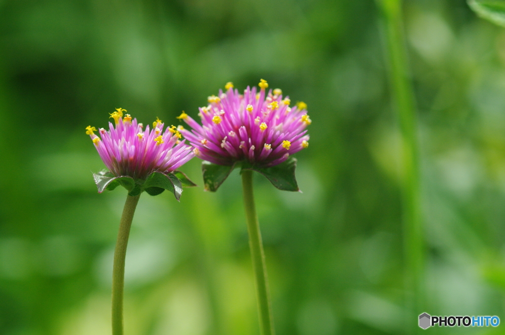 寄り添う夏の花火花 By Sho Butterfy Id 写真共有サイト Photohito