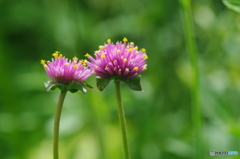 寄り添う夏の花火花