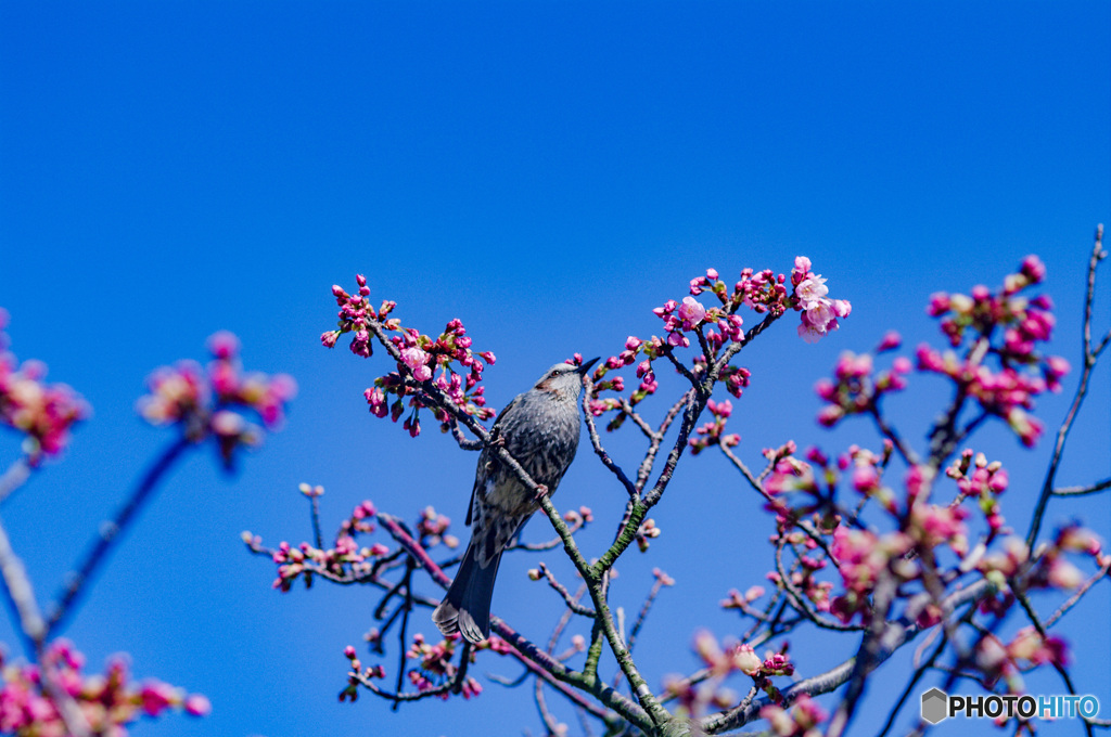 本日は晴天なり　陽光桜にヒヨドリ来ました