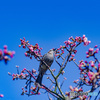 本日は晴天なり　陽光桜にヒヨドリ来ました