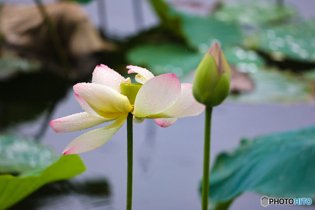 ハスの花　初撮影2