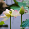 ハスの花　初撮影2