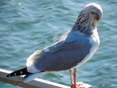 羞じらうカモメ