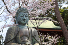 桜の花に包まれる大仏様　市川法華経寺