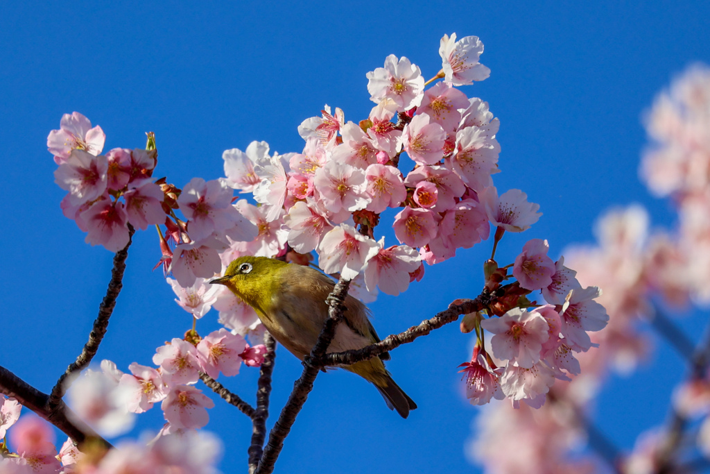 春の訪れ　桜メジロ青空