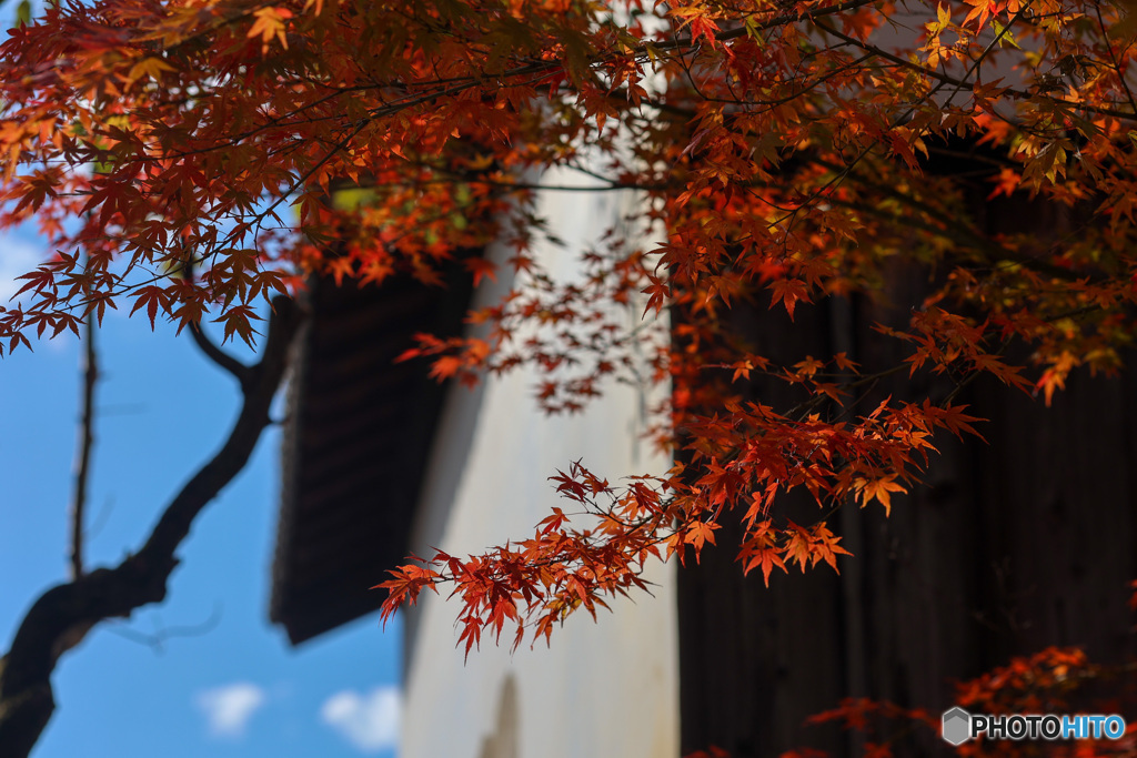 妙覺寺　特別拝観待ち　朝は青空でした。