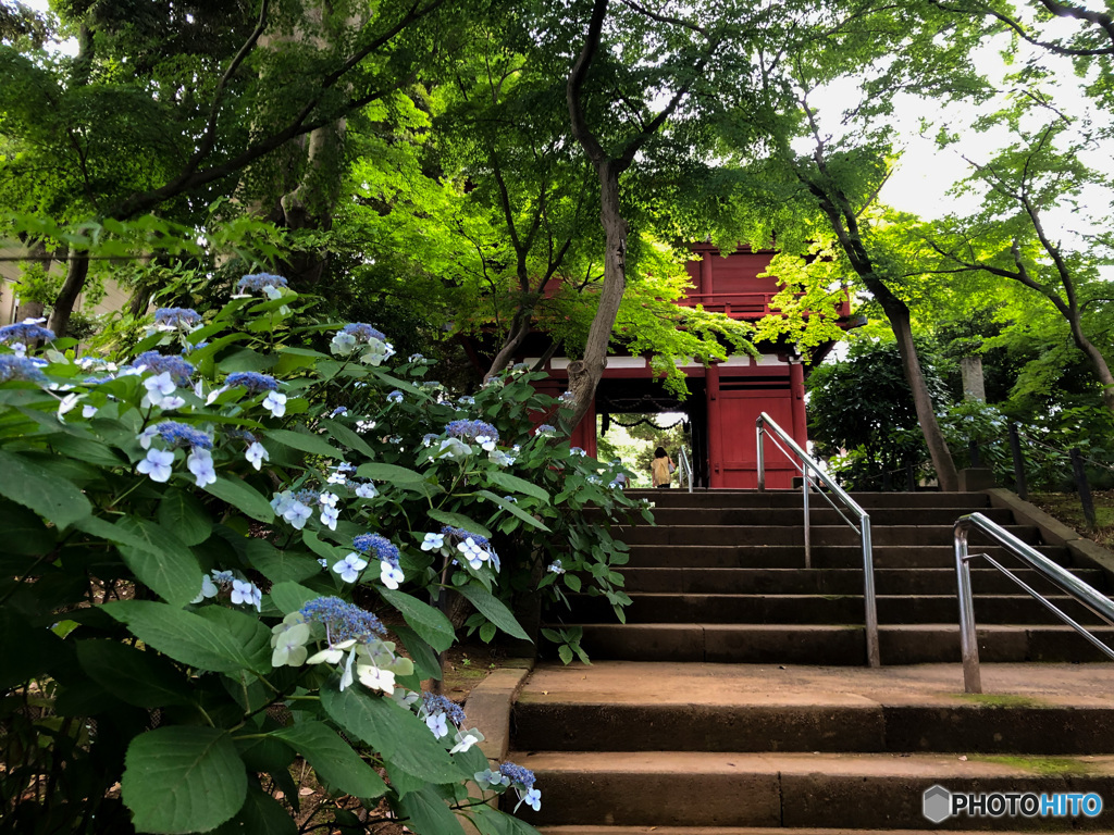 千葉県のあじさい寺　本土寺5 帰り道の山門