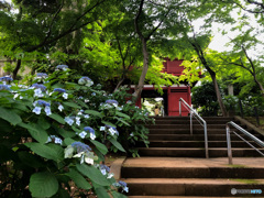 千葉県のあじさい寺　本土寺5 帰り道の山門