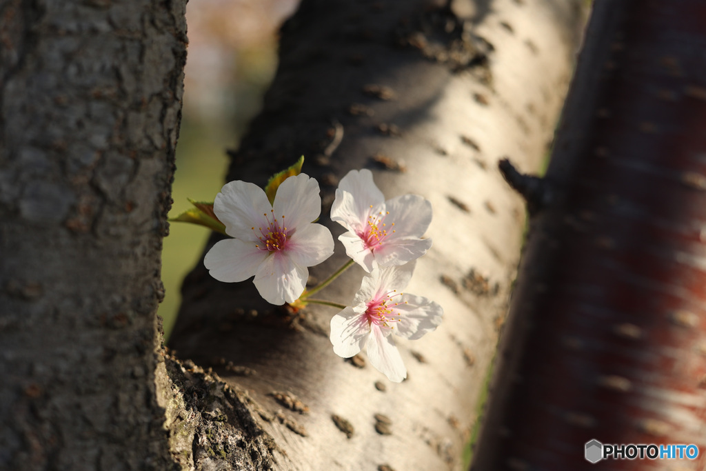 浦安の桜　最終章　その４