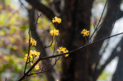 春の林を彩る山茱萸の花　その1