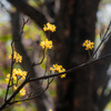 春の林を彩る山茱萸の花　その1