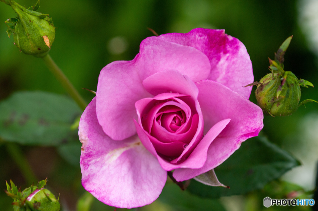 ローズピンクの薔薇　PENTAX K-7にて