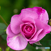 ローズピンクの薔薇　PENTAX K-7にて