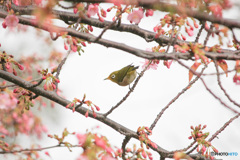 桜食いしん坊のメジロさん
