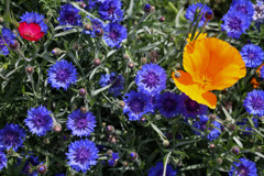 春の青い花は矢車菊