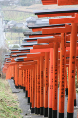 信仰と祈念の証の赤鳥居の列