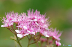 下野の花の優しさ
