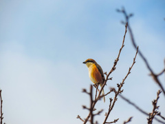 桜の枝で、さえずるその鳥はモズでした